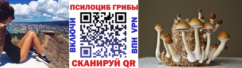 дарнет шоп  Старый Крым  Псилоцибиновые грибы Cubensis 